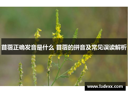 苜蓿正确发音是什么 苜蓿的拼音及常见误读解析 苜蓿正确发音是什么 苜蓿的拼音及常见误读解析